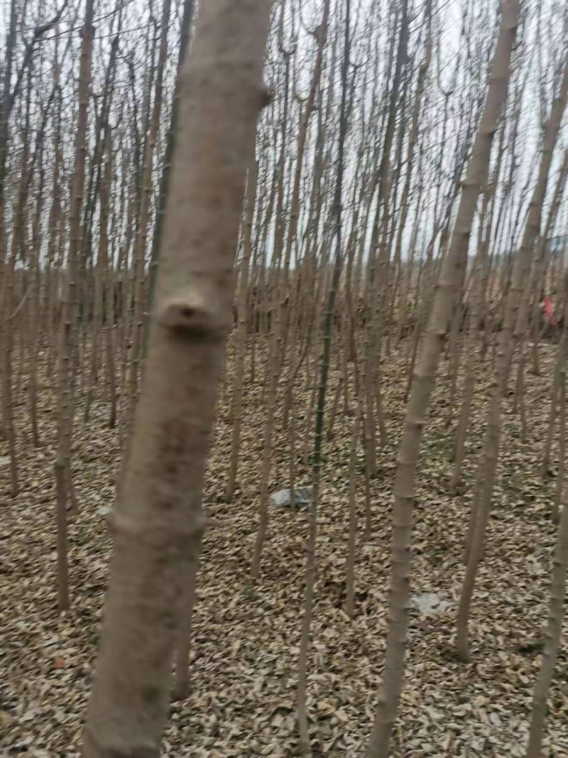 出售3～5公分金叶复叶槭