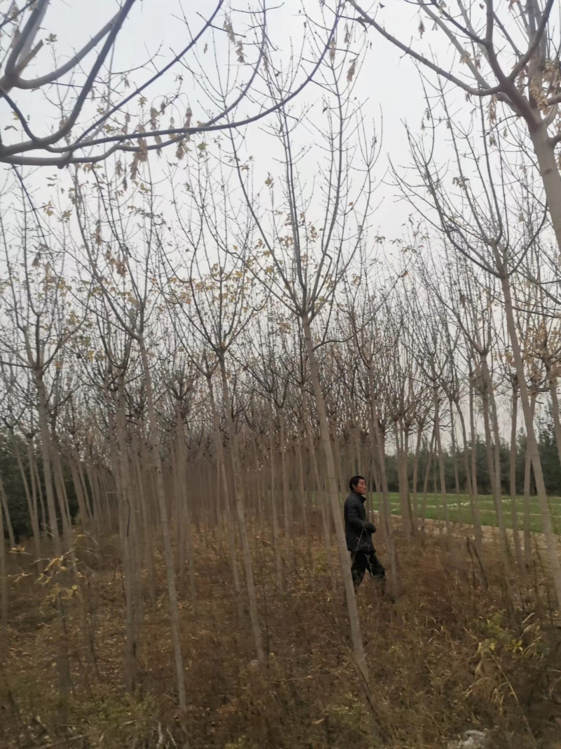 出售3～5公分金叶复叶槭