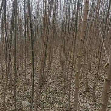 出售3～5公分金叶复叶槭