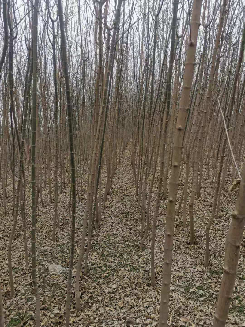 出售3～5公分金叶复叶槭