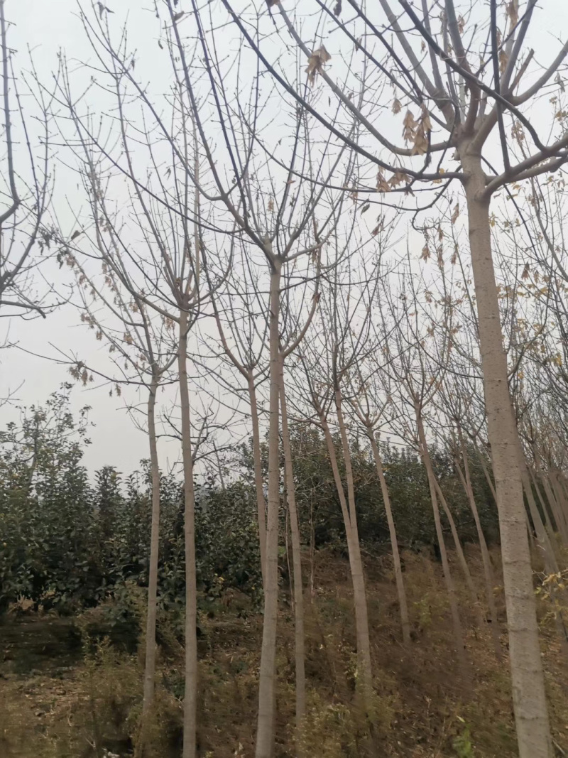 出售3～5公分金叶复叶槭