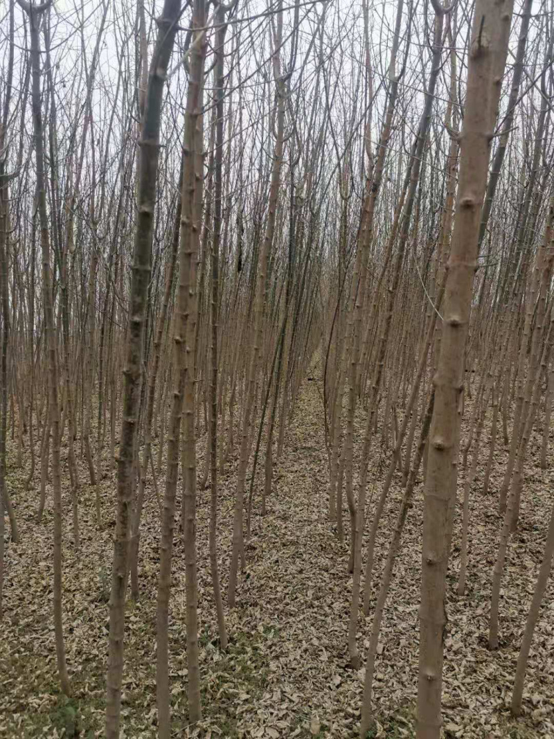 出售3～5公分金叶复叶槭