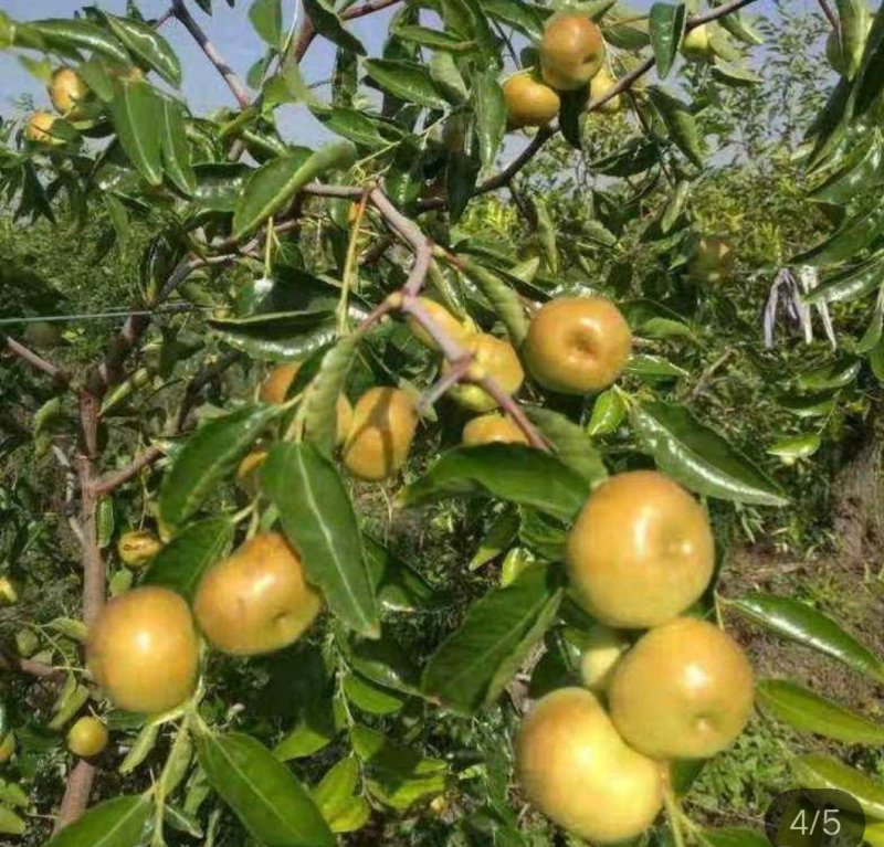 潘枣嫁接苗包成活包邮到家量大优惠死苗补发
