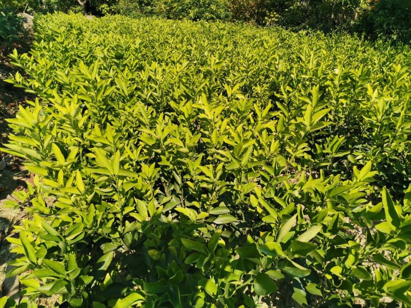 红江橙苗红心橙白心橙红江橙，柳橙品种齐全