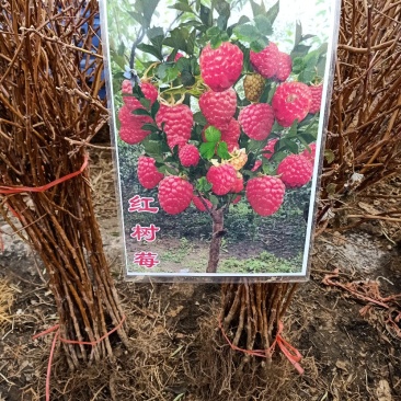 【树莓】红，黄，黑。自家种植，货源充足，保证质量