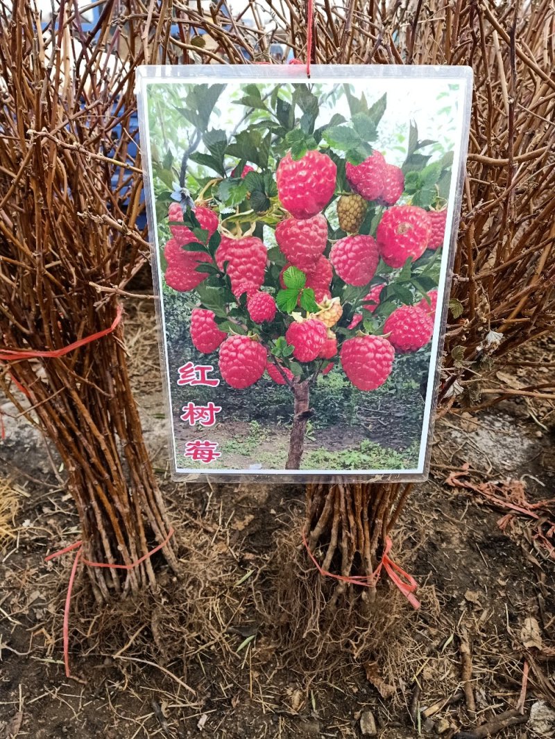 【树莓】红，黄，黑。自家种植，货源充足，保证质量