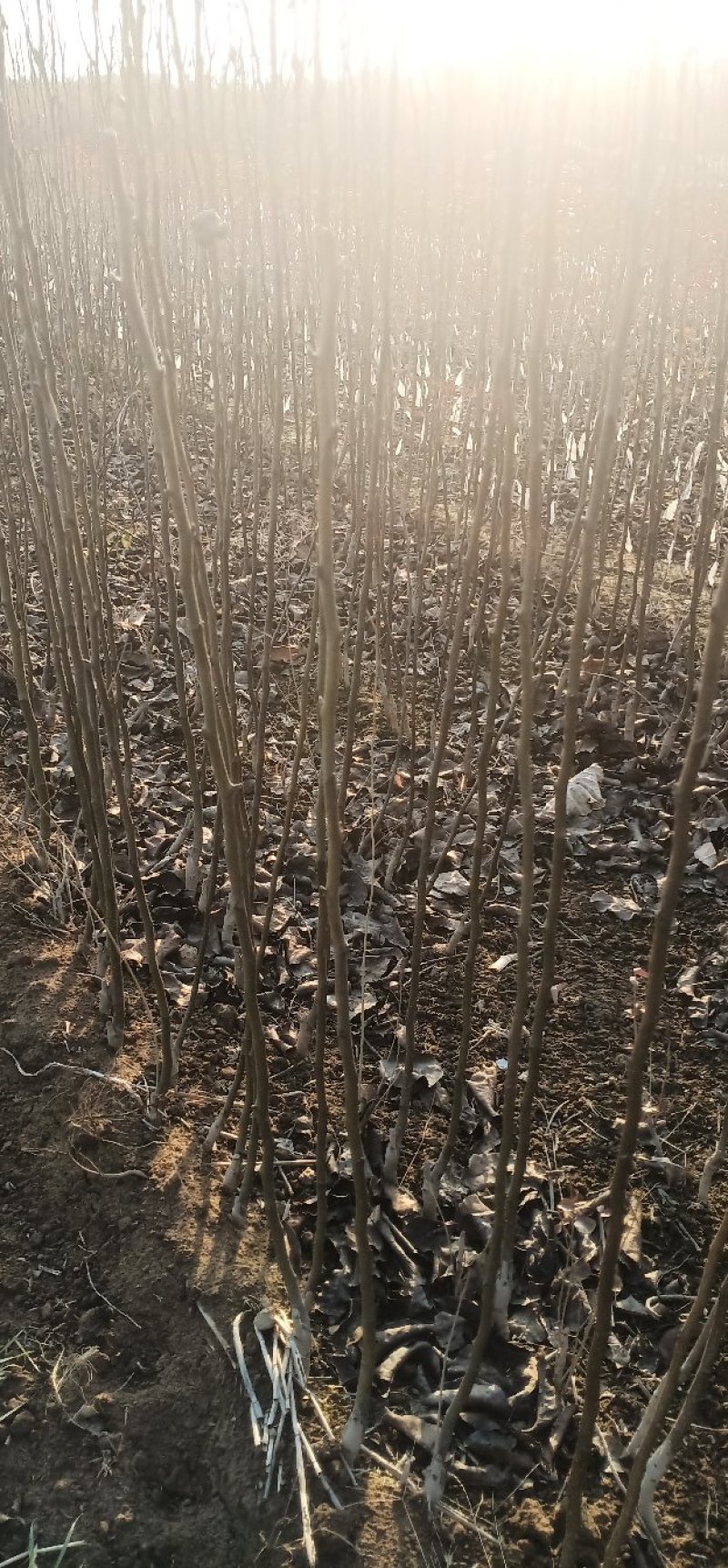 山农酥梨树苗秋月柱状梨保纯度死苗补发现挖现卖