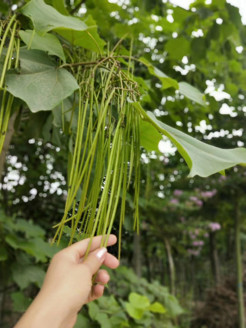 出售7～9公分雄安标准梓树