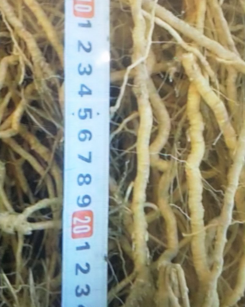 中药材抽芯率高远志远志肉新货无硫支