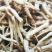 中药材抽芯率高远志远志肉新货无硫支