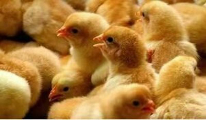 鸡苗，快大黄肉鸡苗，快大型鸡出壳打疫苗。