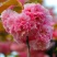日本晚樱苗樱花树苗嫁接樱花苗日本樱花早樱晚樱小苗盆栽庭院