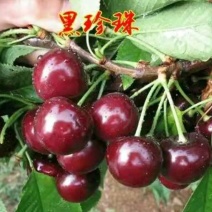 黑珍珠车厘子樱桃树【速生生长速度结果快】成活率高