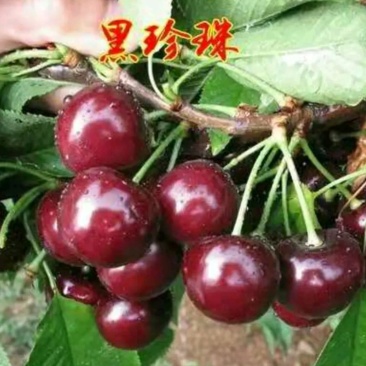 黑珍珠车厘子樱桃树【速生生长速度结果快】成活率高