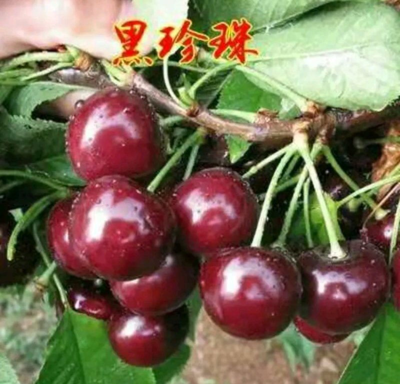 黑珍珠车厘子樱桃树【速生生长速度结果快】成活率高
