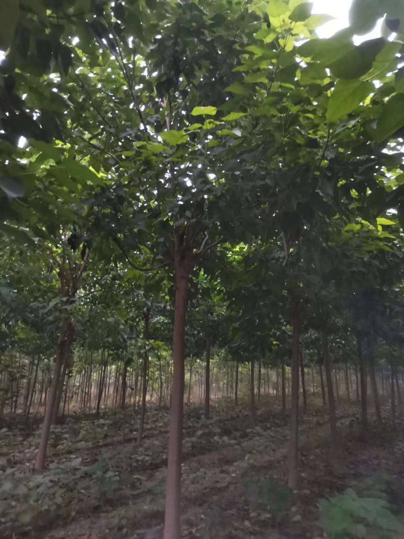 出售7～9公分干直楸树冠幅优美