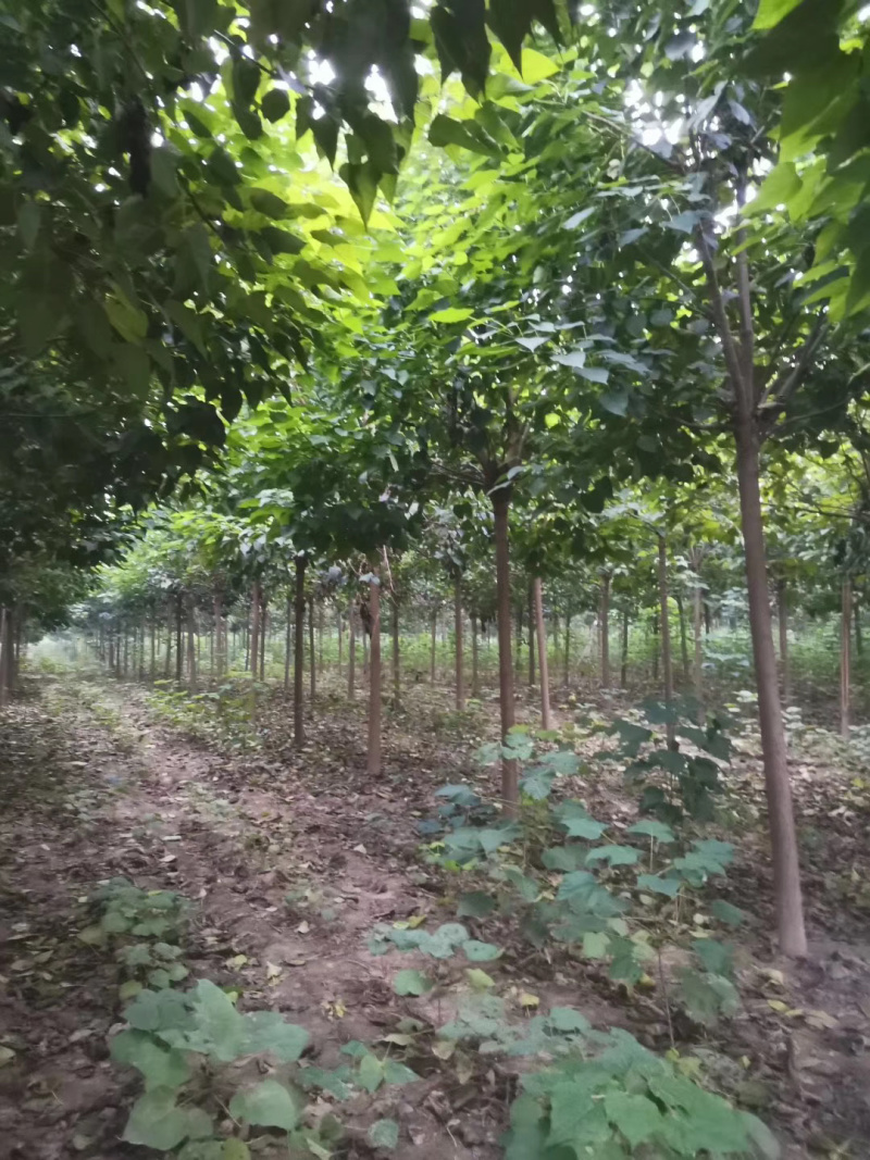 出售7～9公分干直楸树冠幅优美