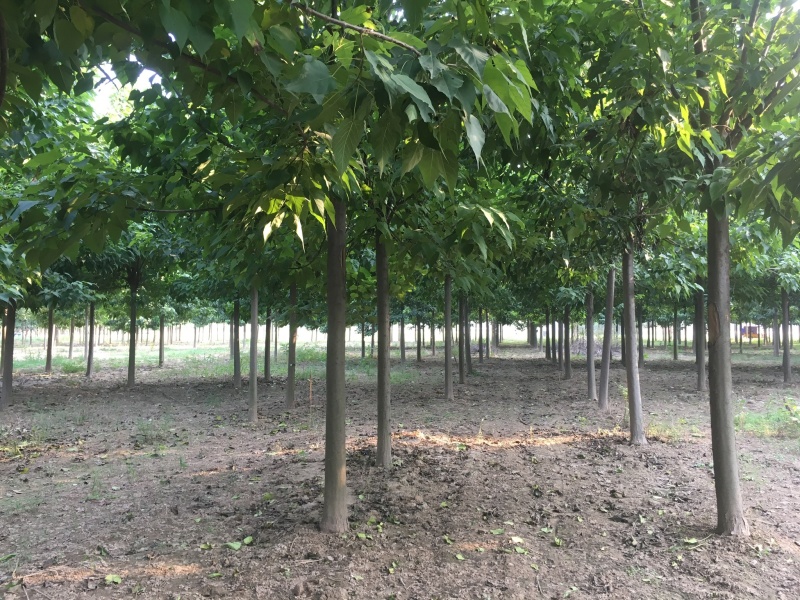 出售7～9公分干直楸树冠幅优美