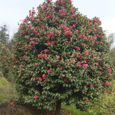 茶花，山茶，茶花球，茶花基地，四川茶花价格，成都茶花批发