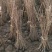 樱花苗嫁接樱花苗日本樱花早樱晚樱小苗盆栽庭院绿化