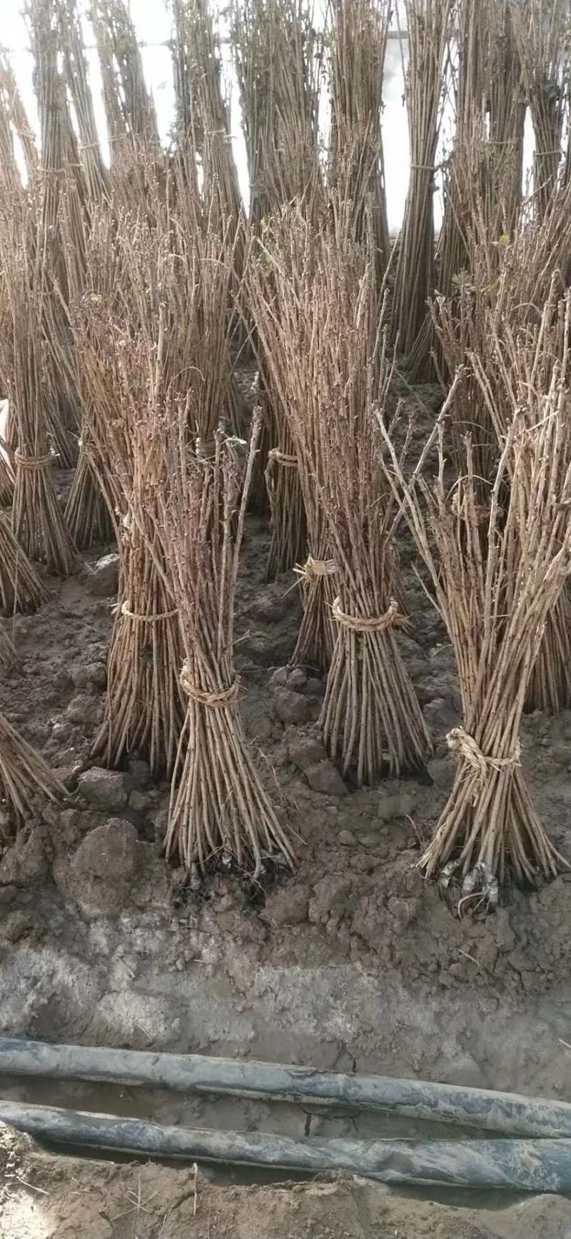 樱花苗嫁接樱花苗日本樱花早樱晚樱小苗盆栽庭院绿化