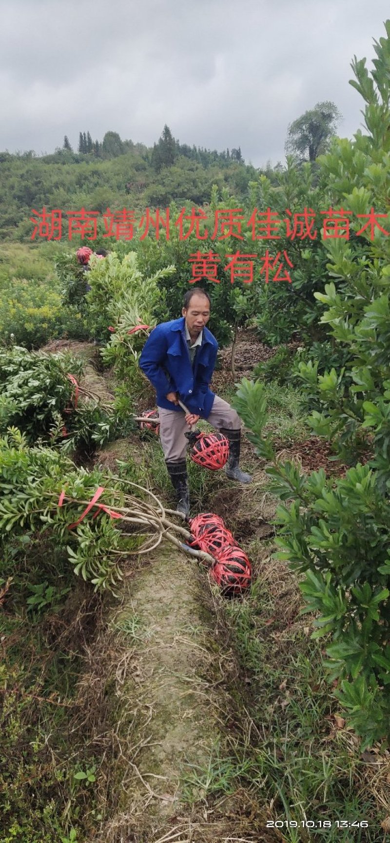 杨梅树成活率高基地直供提供技术指导支持