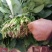 菠菜