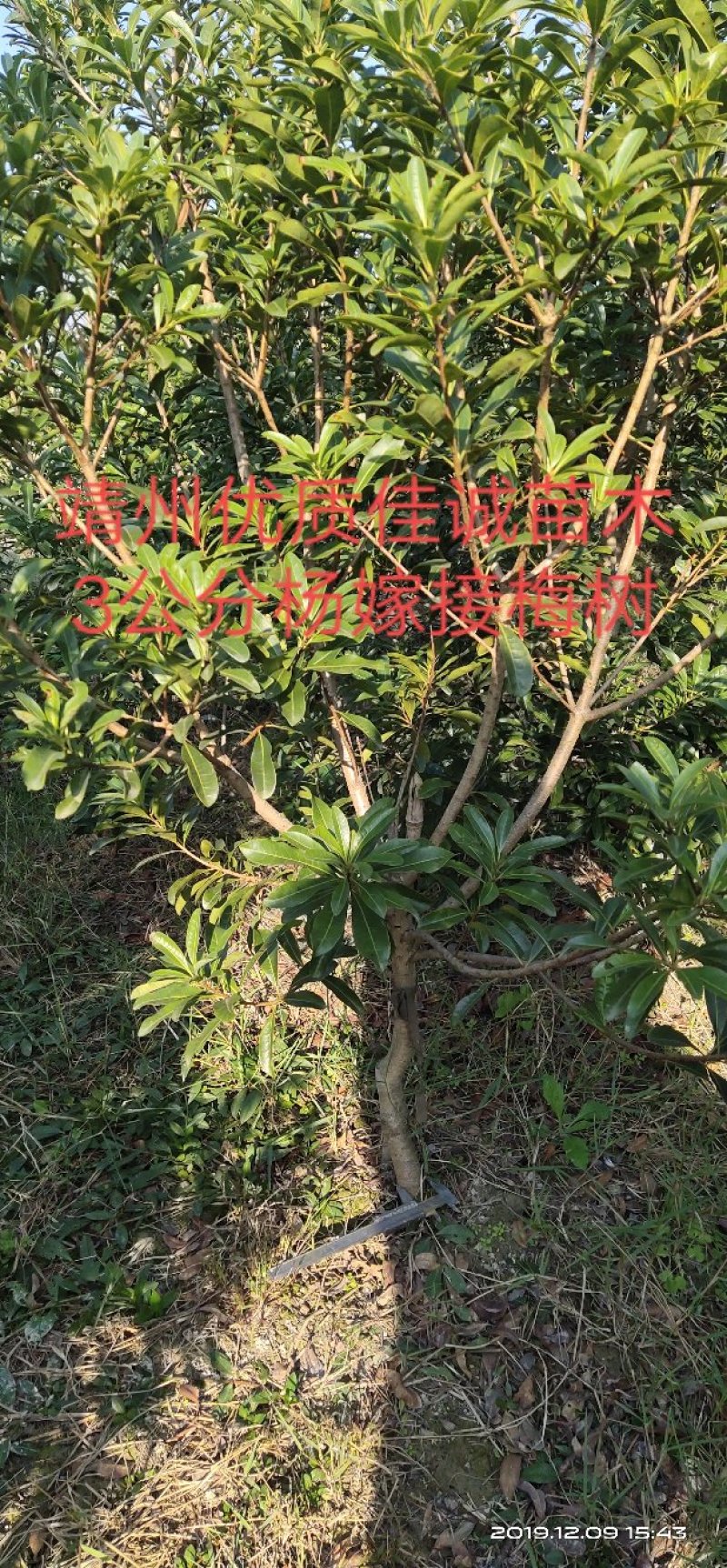 杨梅树成活率高基地直供提供技术指导支持