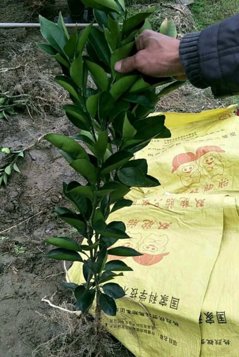 脐橙树苗【速生生长速度快】速生结果快成活率高