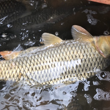野生鲶鱼