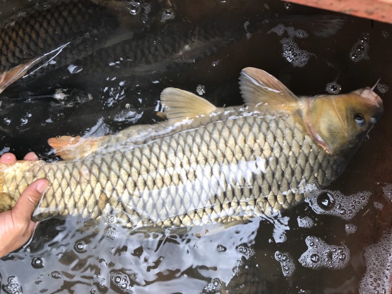 野生鲶鱼