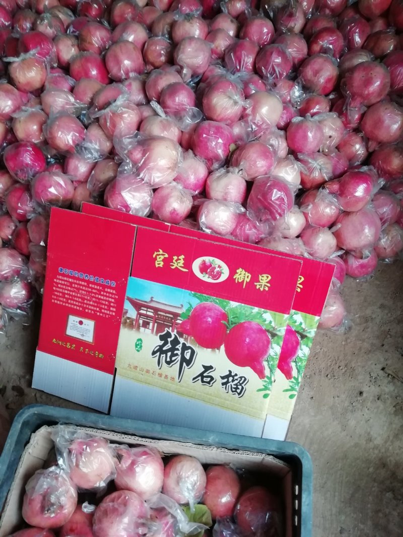 礼泉宗山御石榴成熟咧货源充足品质保障欢迎联系