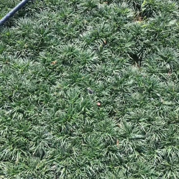 玉龙草，玉龙草基地，成都玉龙草价格，玉龙草批发
