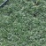 玉龙草，玉龙草基地，成都玉龙草价格，玉龙草批发