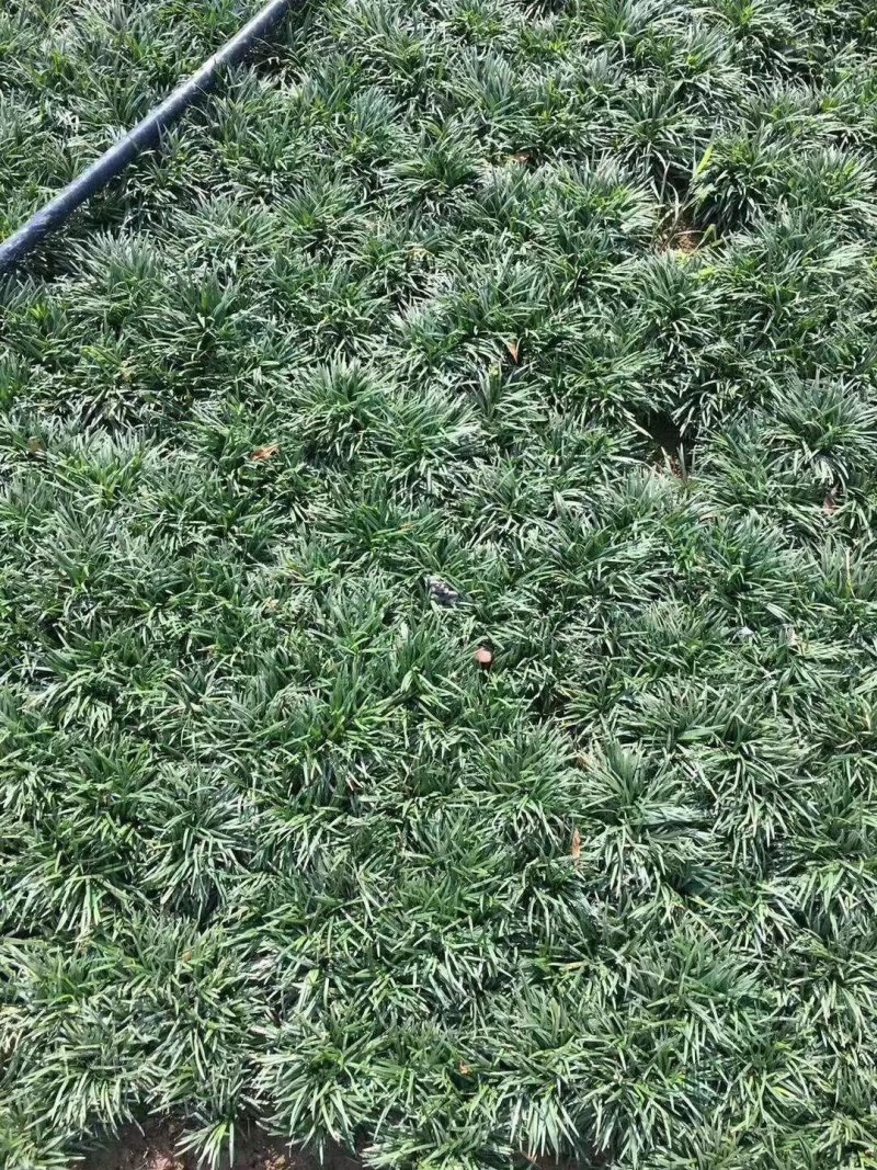 玉龙草，玉龙草基地，成都玉龙草价格，玉龙草批发