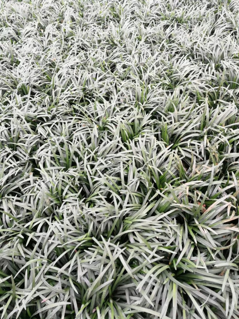 玉龙草，玉龙草基地，成都玉龙草价格，玉龙草批发