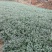玉龙草，玉龙草基地，成都玉龙草价格，玉龙草批发
