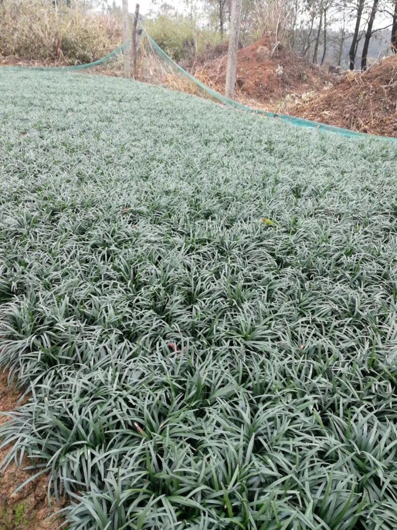 玉龙草，玉龙草基地，成都玉龙草价格，玉龙草批发