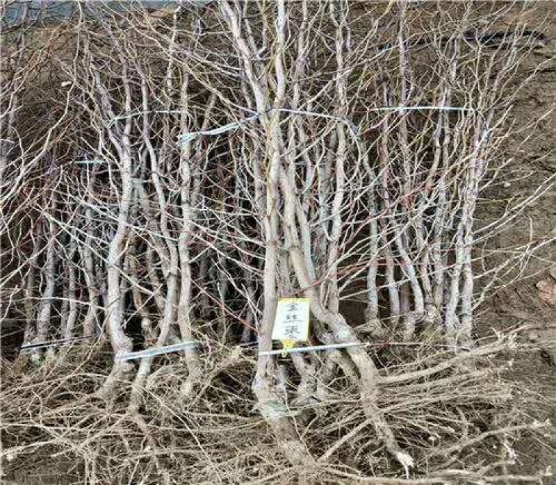 新金丝4号枣苗根系发达包纯度当年结果死苗补发
