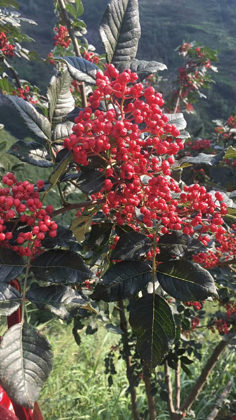 【花椒苗】无刺花椒苗无刺大红袍花椒苗嫁接无刺花椒苗包品种