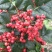 【花椒苗】无刺花椒苗无刺大红袍花椒苗嫁接无刺花椒苗包品种