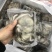 《有好货》爆头八抓鱼鲜活速冻爆头八抓鱼