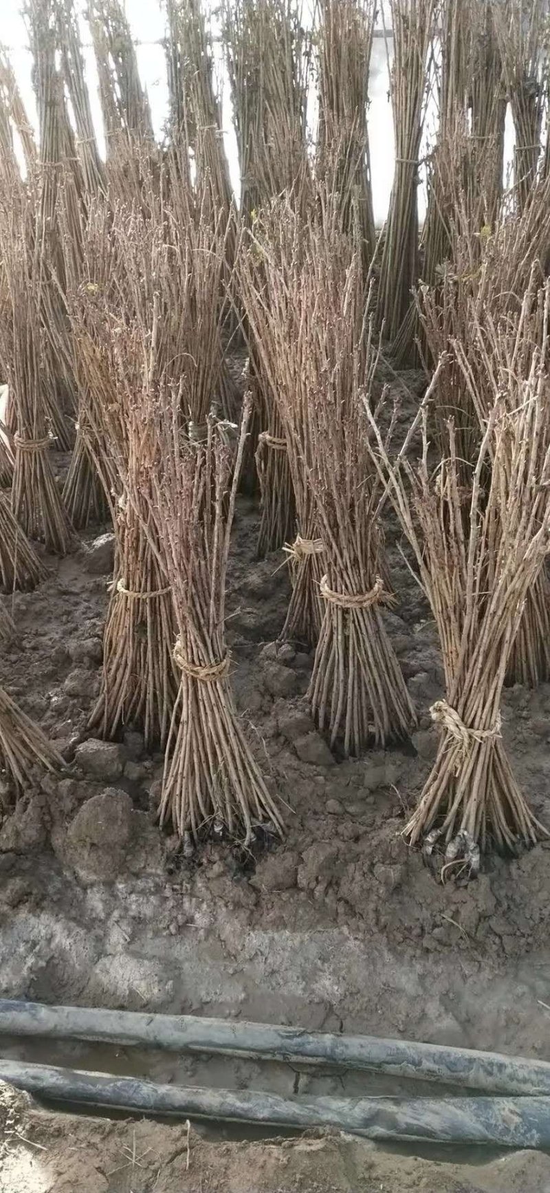 樱花苗樱花树苗嫁接樱花苗日本樱花早樱晚樱小苗盆栽庭