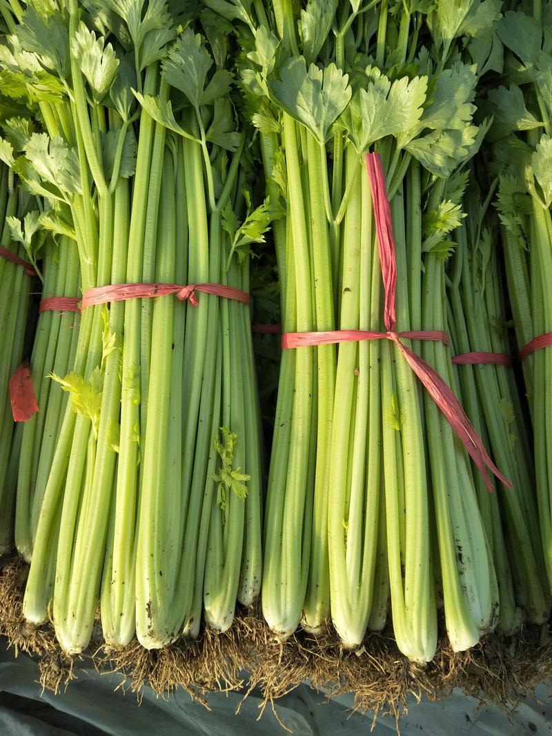 安丘市精品小把芹菜大量上市代收代发全国市场一条龙服务。。