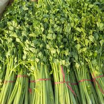 安丘市精品小把芹菜大量上市代收全国市场一条龙服务。。