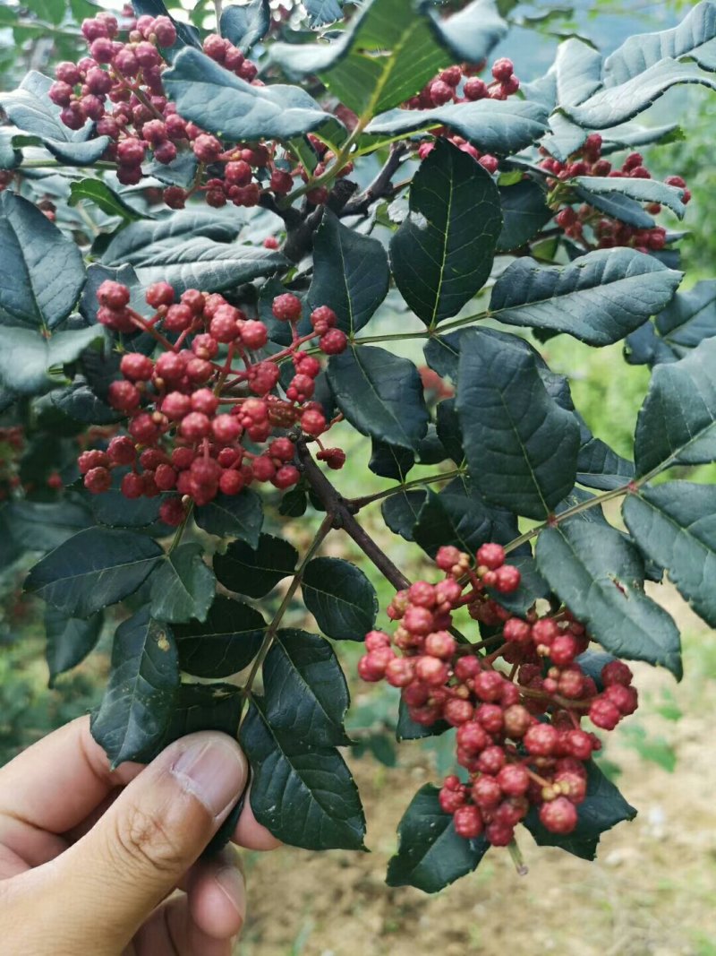 花椒苗大红袍花椒苗花椒苗育苗基地花椒苗批发
