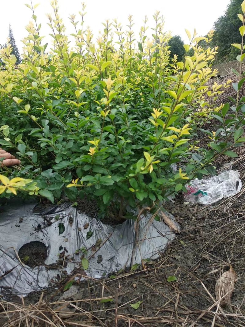 金禾女贞，柠檬女贞，女贞基地，金禾女贞价格，成都金禾女贞