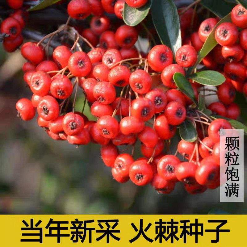 火棘种子铁篱笆种子可做篱笆盆景树种子