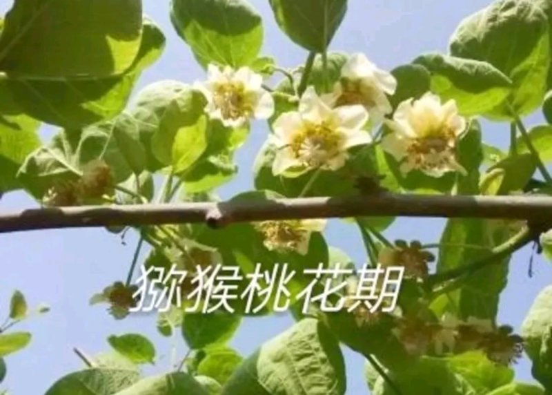 红阳猕猴桃苗包正品包质量《速生生长结果快》成活率高
