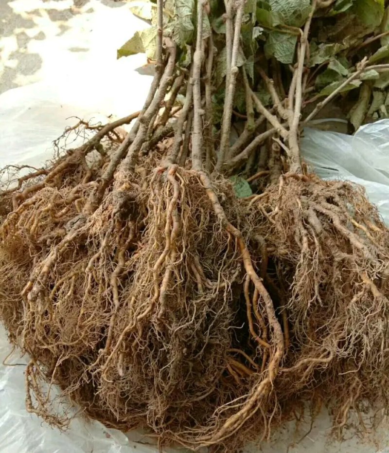 红阳猕猴桃苗包正品包质量《速生生长结果快》成活率高